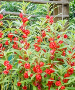 Dwarf Impatiens Seeds - Mixed Colors - Purple, Red, White, Pink, Orange - 100 Seeds - Image 10