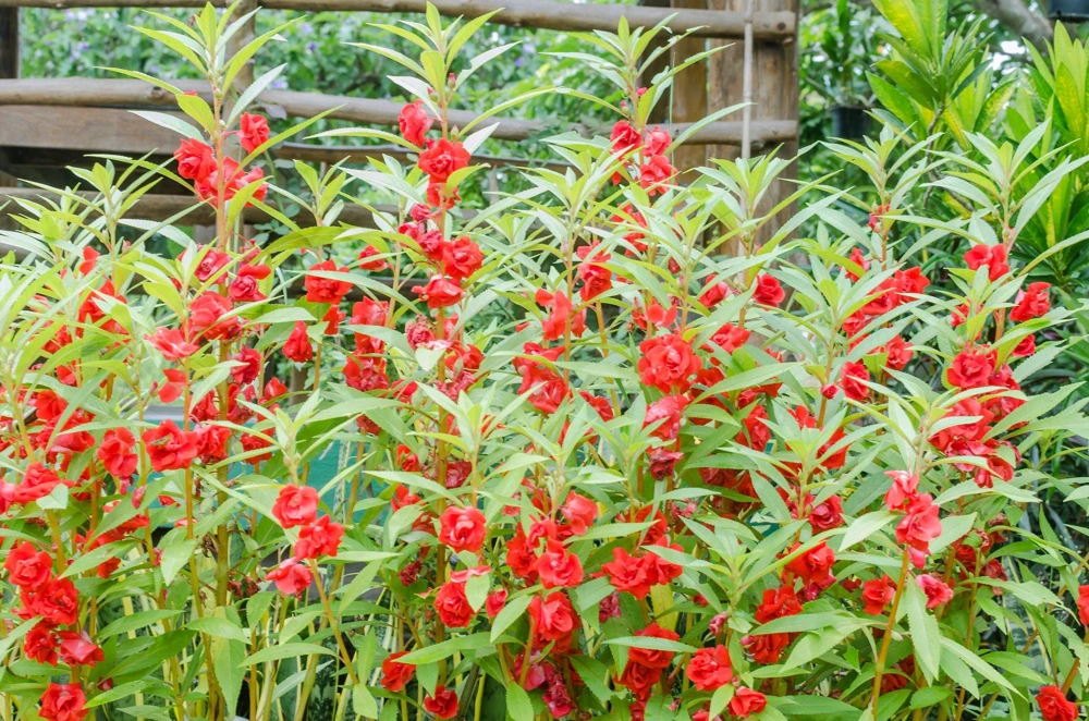 Dwarf Impatiens Seeds - Mixed Colors - Purple, Red, White, Pink, Orange - 100 Seeds - Image 10