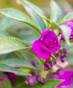 Dwarf Impatiens Seeds - Mixed Colors - Purple, Red, White, Pink, Orange - 100 Seeds - Image 11