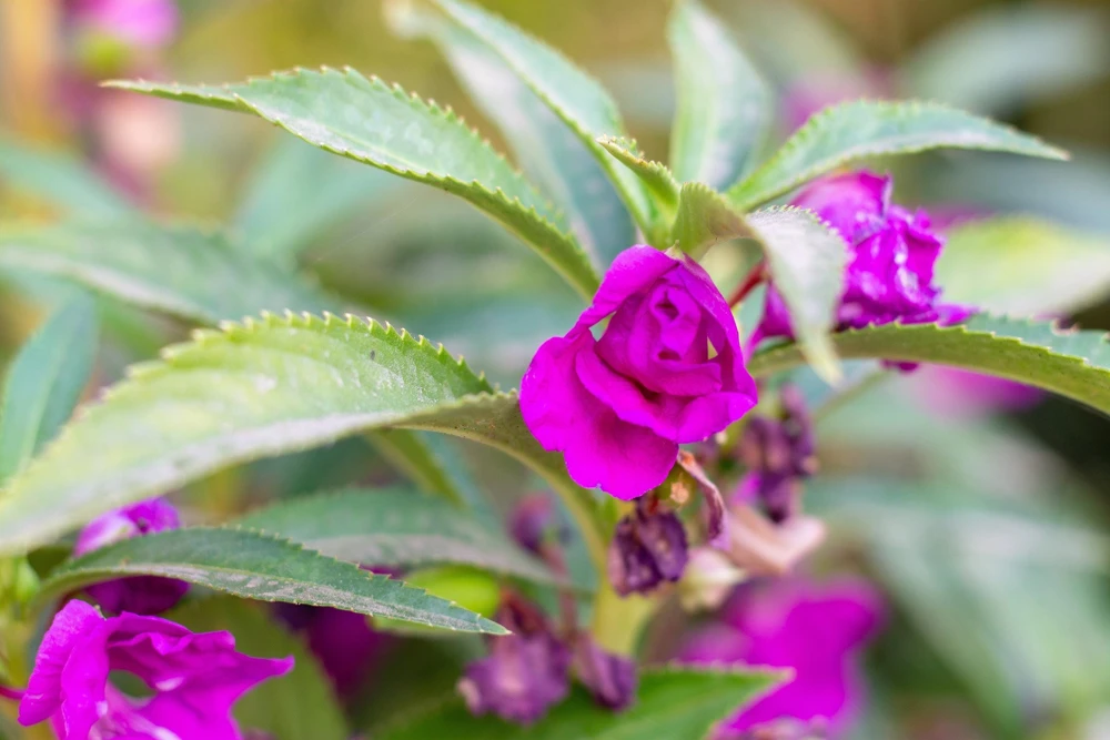 Dwarf Impatiens Seeds - Mixed Colors - Purple, Red, White, Pink, Orange - 100 Seeds - Image 11