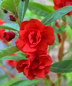 Dwarf Impatiens Seeds - Mixed Colors - Purple, Red, White, Pink, Orange - 100 Seeds - Image 12