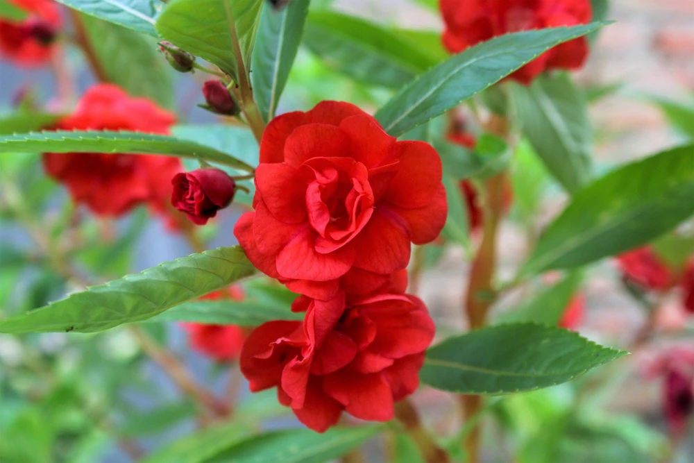 Dwarf Impatiens Seeds - Mixed Colors - Purple, Red, White, Pink, Orange - 100 Seeds - Image 12