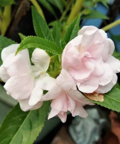 Dwarf Impatiens Seeds - Mixed Colors - Purple, Red, White, Pink, Orange - 100 Seeds - Image 13