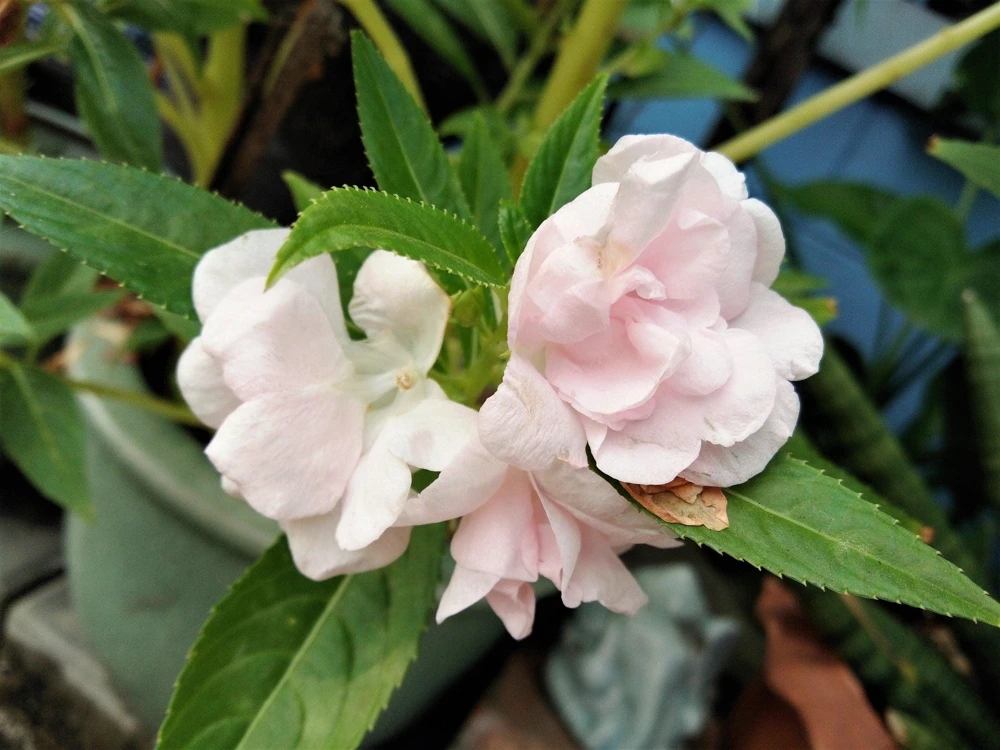 Dwarf Impatiens Seeds - Mixed Colors - Purple, Red, White, Pink, Orange - 100 Seeds - Image 13