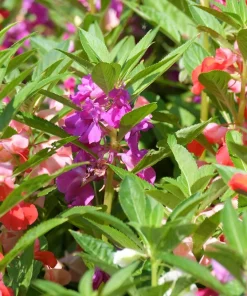 Dwarf Impatiens Seeds - Mixed Colors - Purple, Red, White, Pink, Orange - 100 Seeds - Image 2