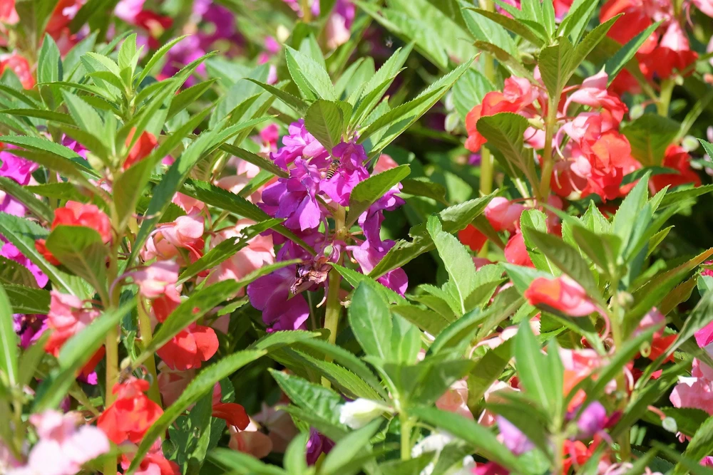 Dwarf Impatiens Seeds - Mixed Colors - Purple, Red, White, Pink, Orange - 100 Seeds - Image 2