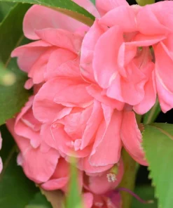 Dwarf Impatiens Seeds - Mixed Colors - Purple, Red, White, Pink, Orange - 100 Seeds - Image 3