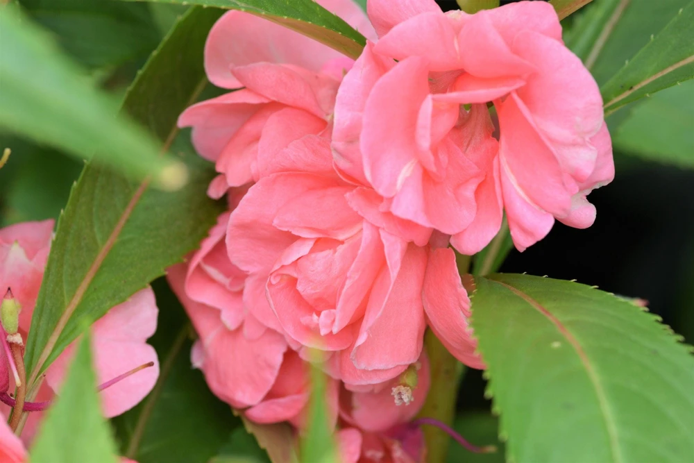 Dwarf Impatiens Seeds - Mixed Colors - Purple, Red, White, Pink, Orange - 100 Seeds - Image 3