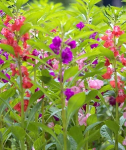 Dwarf Impatiens Seeds - Mixed Colors - Purple, Red, White, Pink, Orange - 100 Seeds - Image 4