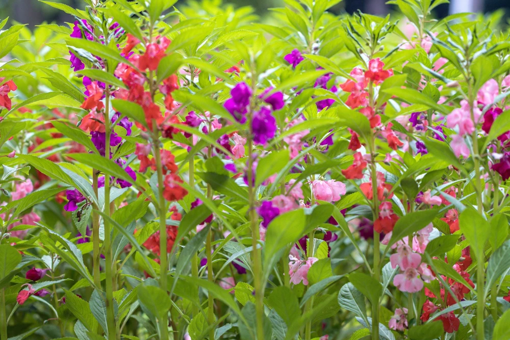 Dwarf Impatiens Seeds - Mixed Colors - Purple, Red, White, Pink, Orange - 100 Seeds - Image 4