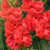 Dwarf Impatiens Seeds - Mixed Colors - Purple, Red, White, Pink, Orange - 100 Seeds - Image 1