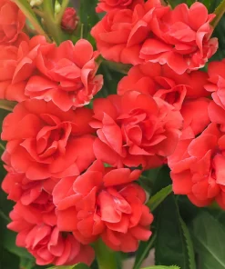 Dwarf Impatiens Seeds - Mixed Colors - Purple, Red, White, Pink, Orange - 100 Seeds - Image 1
