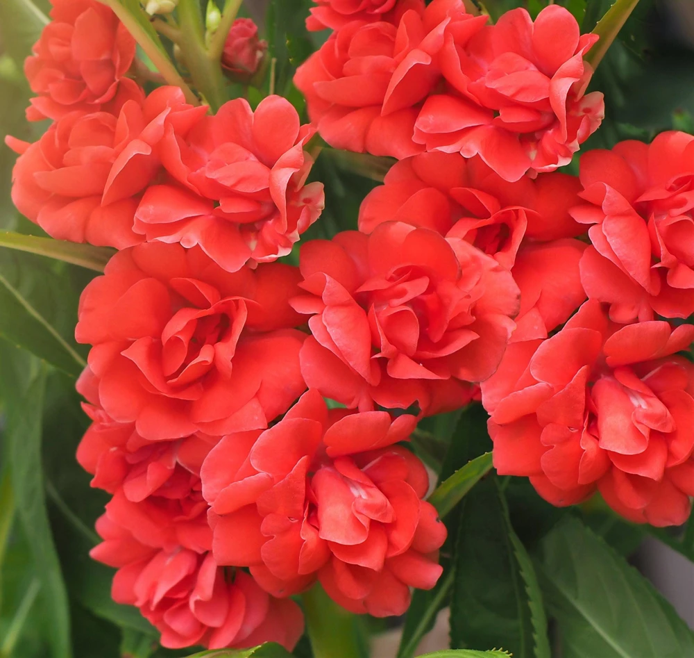Dwarf Impatiens Seeds - Mixed Colors - Purple, Red, White, Pink, Orange - 100 Seeds - Image 1