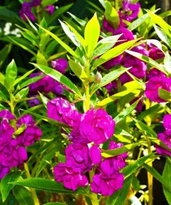 Dwarf Impatiens Seeds - Mixed Colors - Purple, Red, White, Pink, Orange - 100 Seeds - Image 5