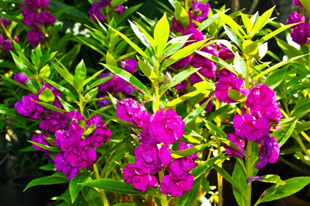Dwarf Impatiens Seeds - Mixed Colors - Purple, Red, White, Pink, Orange - 100 Seeds - Image 5