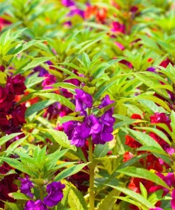 Dwarf Impatiens Seeds - Mixed Colors - Purple, Red, White, Pink, Orange - 100 Seeds - Image 6
