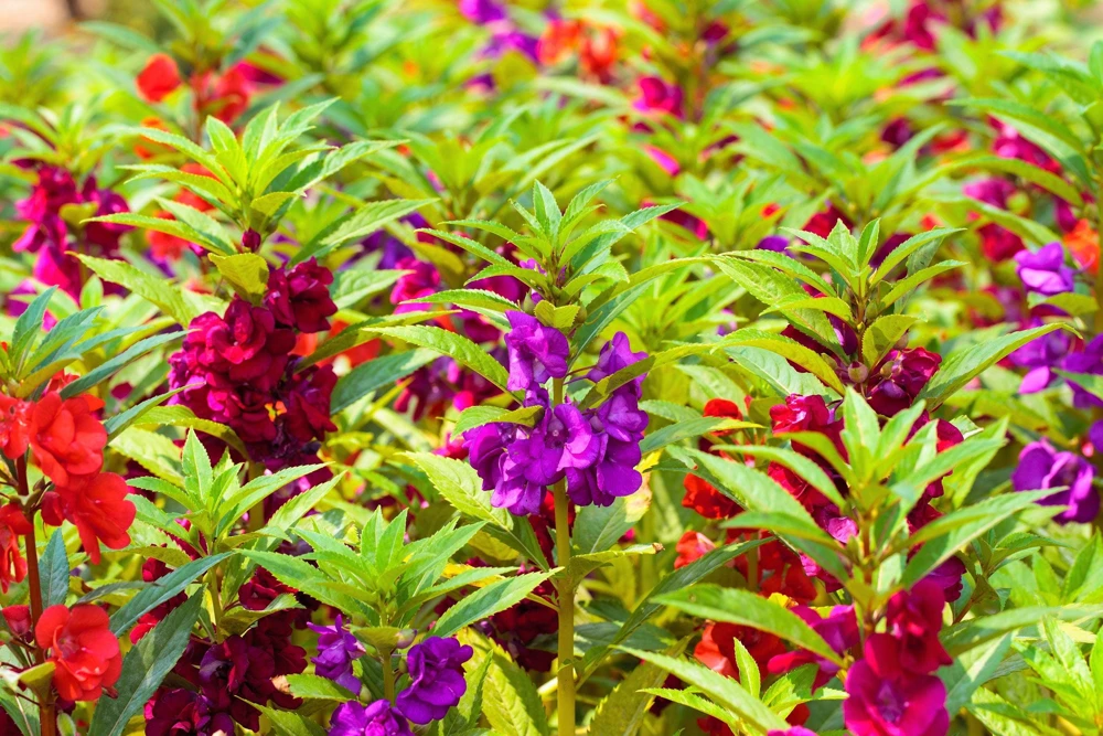 Dwarf Impatiens Seeds - Mixed Colors - Purple, Red, White, Pink, Orange - 100 Seeds - Image 6