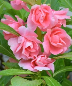 Dwarf Impatiens Seeds - Mixed Colors - Purple, Red, White, Pink, Orange - 100 Seeds - Image 7