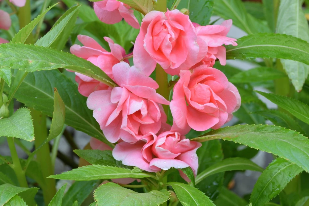 Dwarf Impatiens Seeds - Mixed Colors - Purple, Red, White, Pink, Orange - 100 Seeds - Image 7
