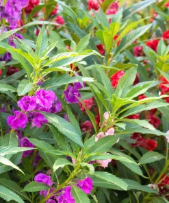 Dwarf Impatiens Seeds - Mixed Colors - Purple, Red, White, Pink, Orange - 100 Seeds - Image 8