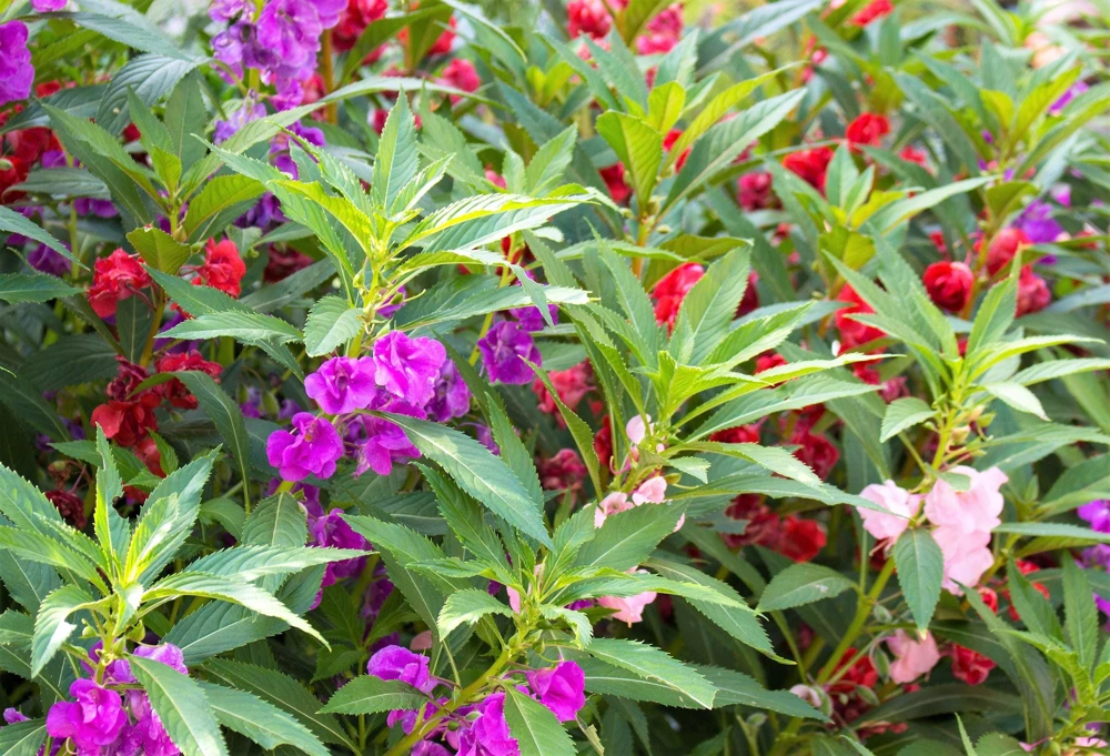 Dwarf Impatiens Seeds - Mixed Colors - Purple, Red, White, Pink, Orange - 100 Seeds - Image 8