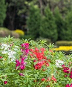 Dwarf Impatiens Seeds - Mixed Colors - Purple, Red, White, Pink, Orange - 100 Seeds - Image 9