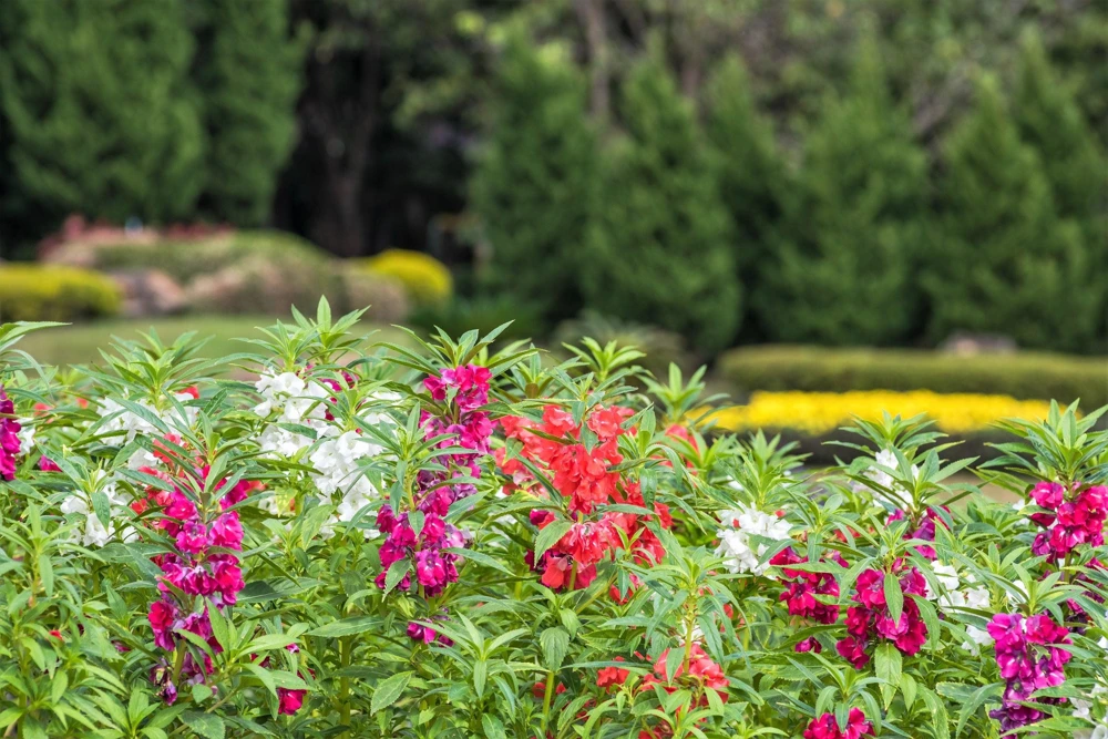 Dwarf Impatiens Seeds - Mixed Colors - Purple, Red, White, Pink, Orange - 100 Seeds - Image 9