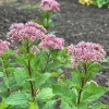 Dwarf Joe Pye Weed 'Little Joe' Eutrochium dubium Live Plant 4 Inch Pot - Image 1