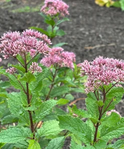 Dwarf Joe Pye Weed 'Little Joe' Eutrochium dubium Live Plant 4 Inch Pot - Image 1