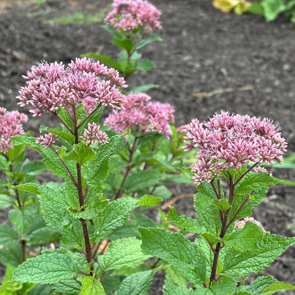 Dwarf Joe Pye Weed 'Little Joe' Eutrochium dubium Live Plant 4 Inch Pot - Image 1