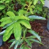 Dwarf Mango Tree Live Plant – Potted, Medium Size, Organic - Image 1