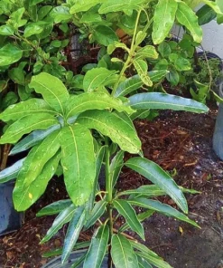 Dwarf Mango Tree Live Plant – Potted, Medium Size, Organic - Image 1