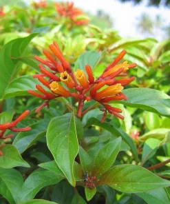 Dwarf Mexican Firebush 'Firefly' Live Plants - 2 Pack, 5-9 inches, Compact Hummingbird Magnet - Image 2