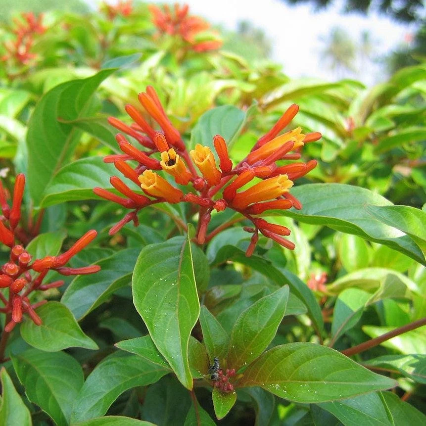 Dwarf Mexican Firebush 'Firefly' Live Plants - 2 Pack, 5-9 inches, Compact Hummingbird Magnet - Image 2