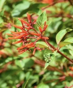 Dwarf Mexican Firebush 'Firefly' Live Plants - 2 Pack, 5-9 inches, Compact Hummingbird Magnet - Image 3