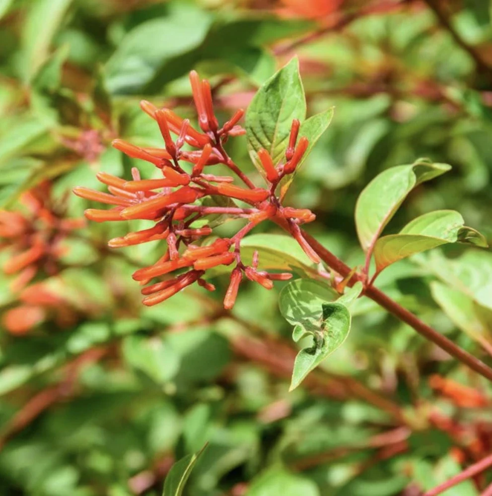 Dwarf Mexican Firebush 'Firefly' Live Plants - 2 Pack, 5-9 inches, Compact Hummingbird Magnet - Image 3