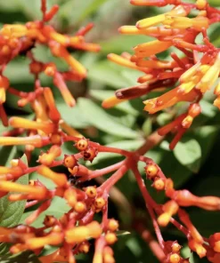 Dwarf Mexican Firebush 'Firefly' Live Plants - 2 Pack, 5-9 inches, Compact Hummingbird Magnet - Image 4