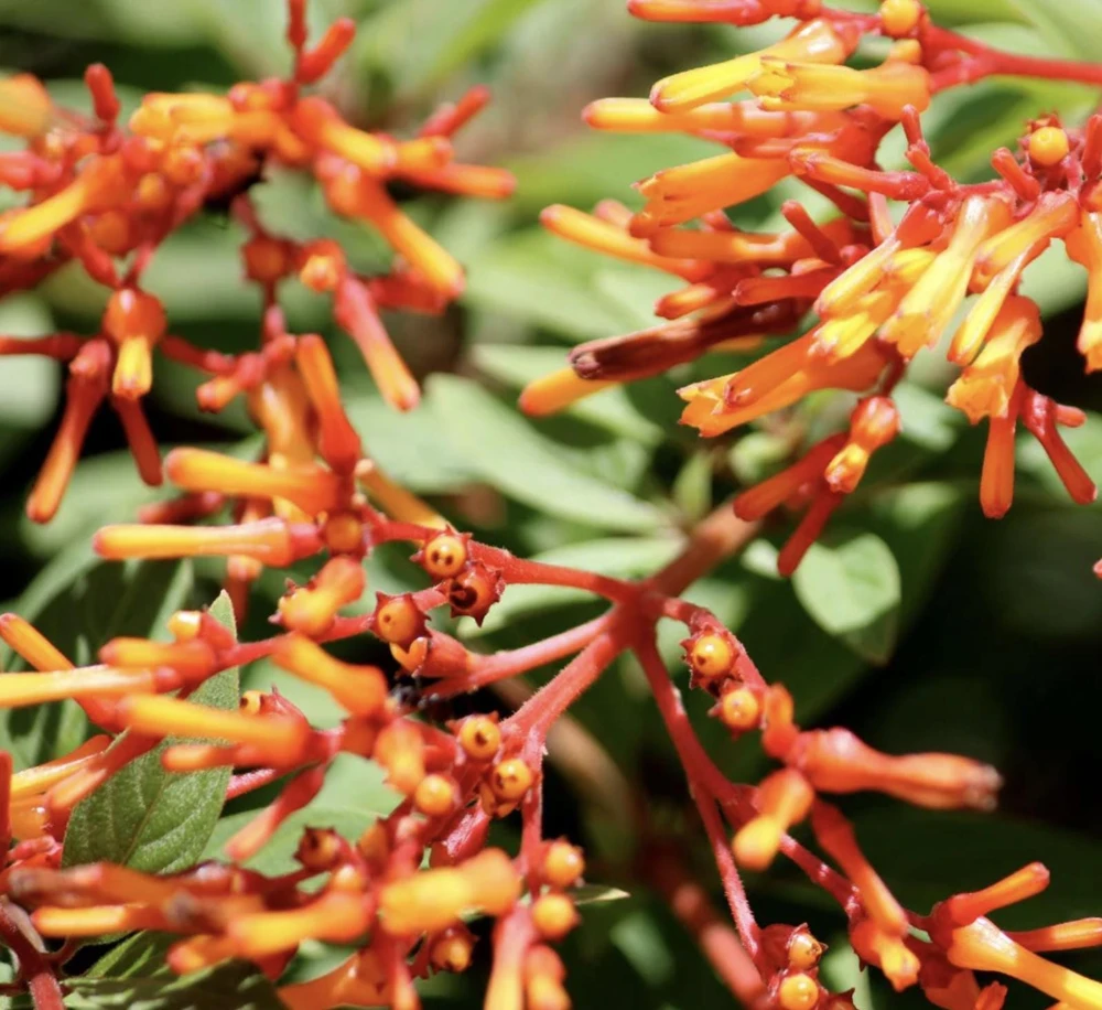 Dwarf Mexican Firebush 'Firefly' Live Plants - 2 Pack, 5-9 inches, Compact Hummingbird Magnet - Image 4
