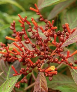 Dwarf Mexican Firebush 'Firefly' Live Plants - 2 Pack, 5-9 inches, Compact Hummingbird Magnet - Image 5