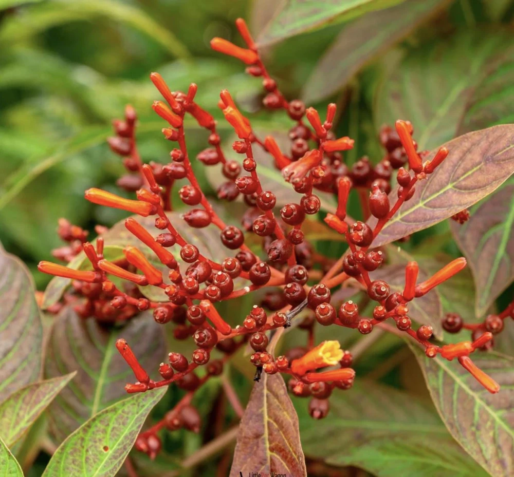 Dwarf Mexican Firebush 'Firefly' Live Plants - 2 Pack, 5-9 inches, Compact Hummingbird Magnet - Image 5