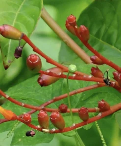 Dwarf Mexican Firebush 'Firefly' Live Plants - 2 Pack, 5-9 inches, Compact Hummingbird Magnet - Image 6