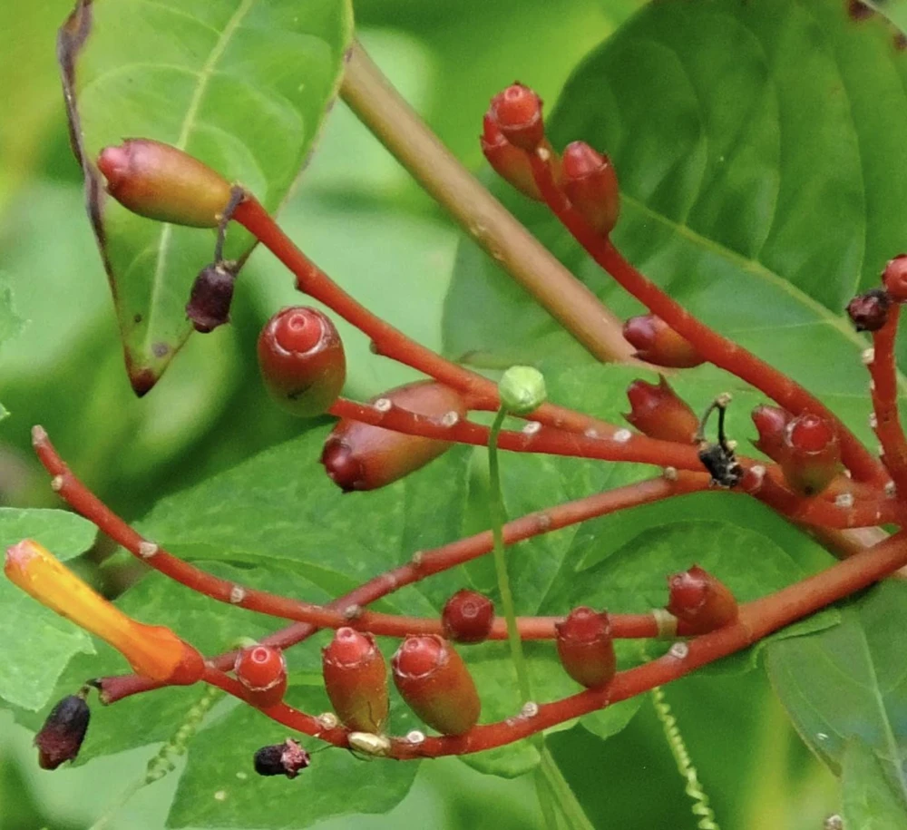 Dwarf Mexican Firebush 'Firefly' Live Plants - 2 Pack, 5-9 inches, Compact Hummingbird Magnet - Image 6