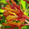 Dwarf Mexican Firebush 'Firefly' Live Plants - 2 Pack, 5-9 inches, Compact Hummingbird Magnet - Image 1
