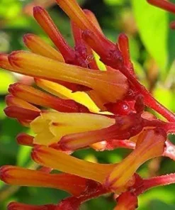 Dwarf Mexican Firebush 'Firefly' Live Plants - 2 Pack, 5-9 inches, Compact Hummingbird Magnet - Image 1