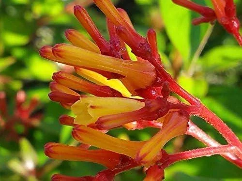 Dwarf Mexican Firebush 'Firefly' Live Plants - 2 Pack, 5-9 inches, Compact Hummingbird Magnet - Image 1