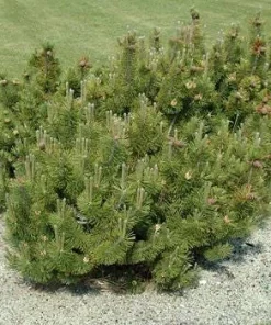 Dwarf Mountain Pine Tree Live Plant - Pinus Mugo Pumilio - #2 Container - Image 2