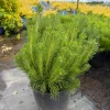 Dwarf Mountain Pine Tree Live Plant - Pinus Mugo Pumilio - #2 Container - Image 1
