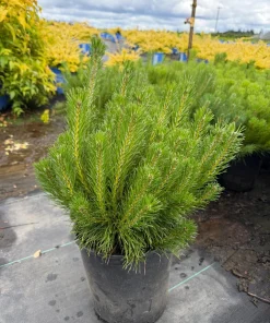 Dwarf Mountain Pine Tree Live Plant - Pinus Mugo Pumilio - #2 Container - Image 1