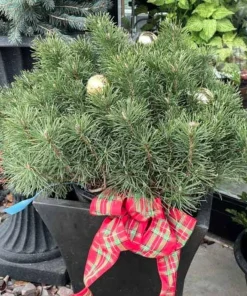 Dwarf Mountain Pine Tree Live Plant - Pinus Mugo Pumilio - #2 Container - Image 3