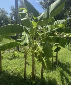 Dwarf Namwah Banana Tree Live Plant - Sweet Vanilla Flavor - Indoor/Outdoor - Image 3